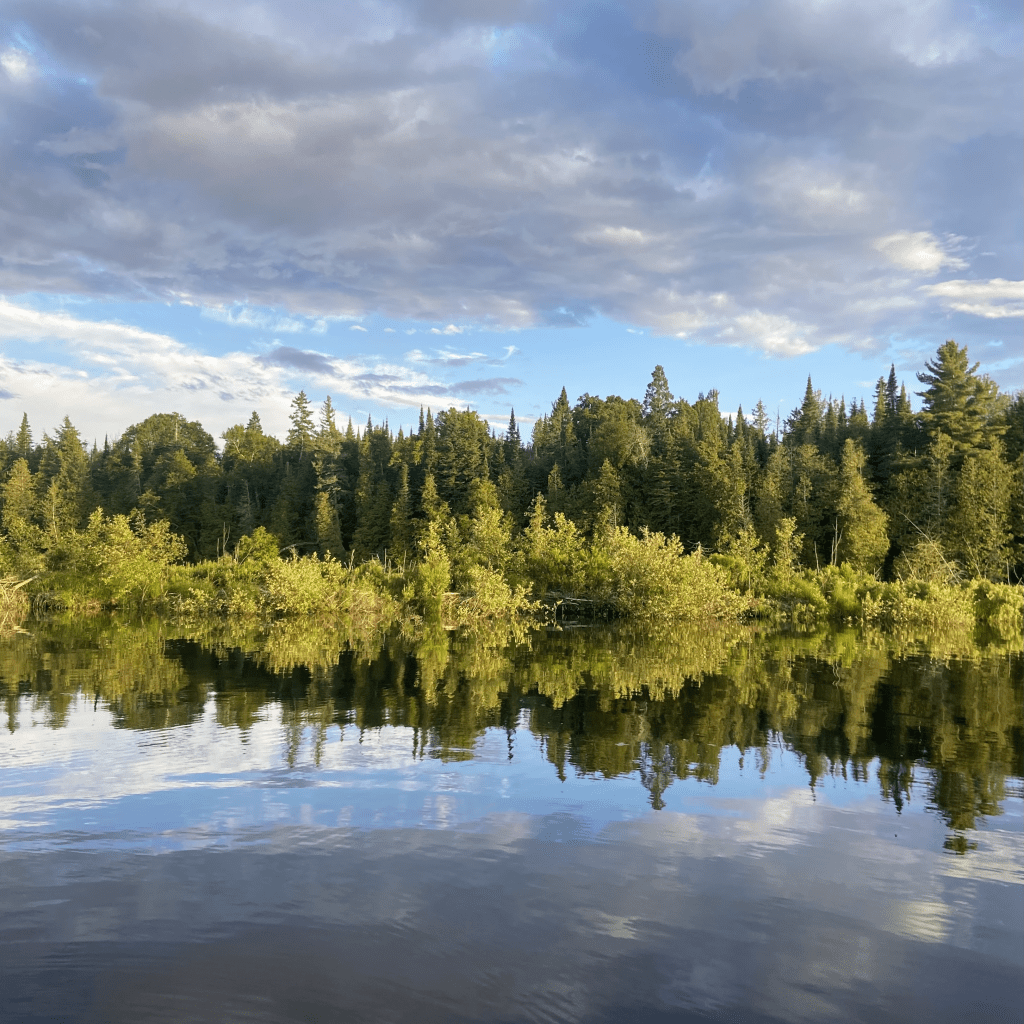 Living in a Shared Backyard – Where Wildlife Roams